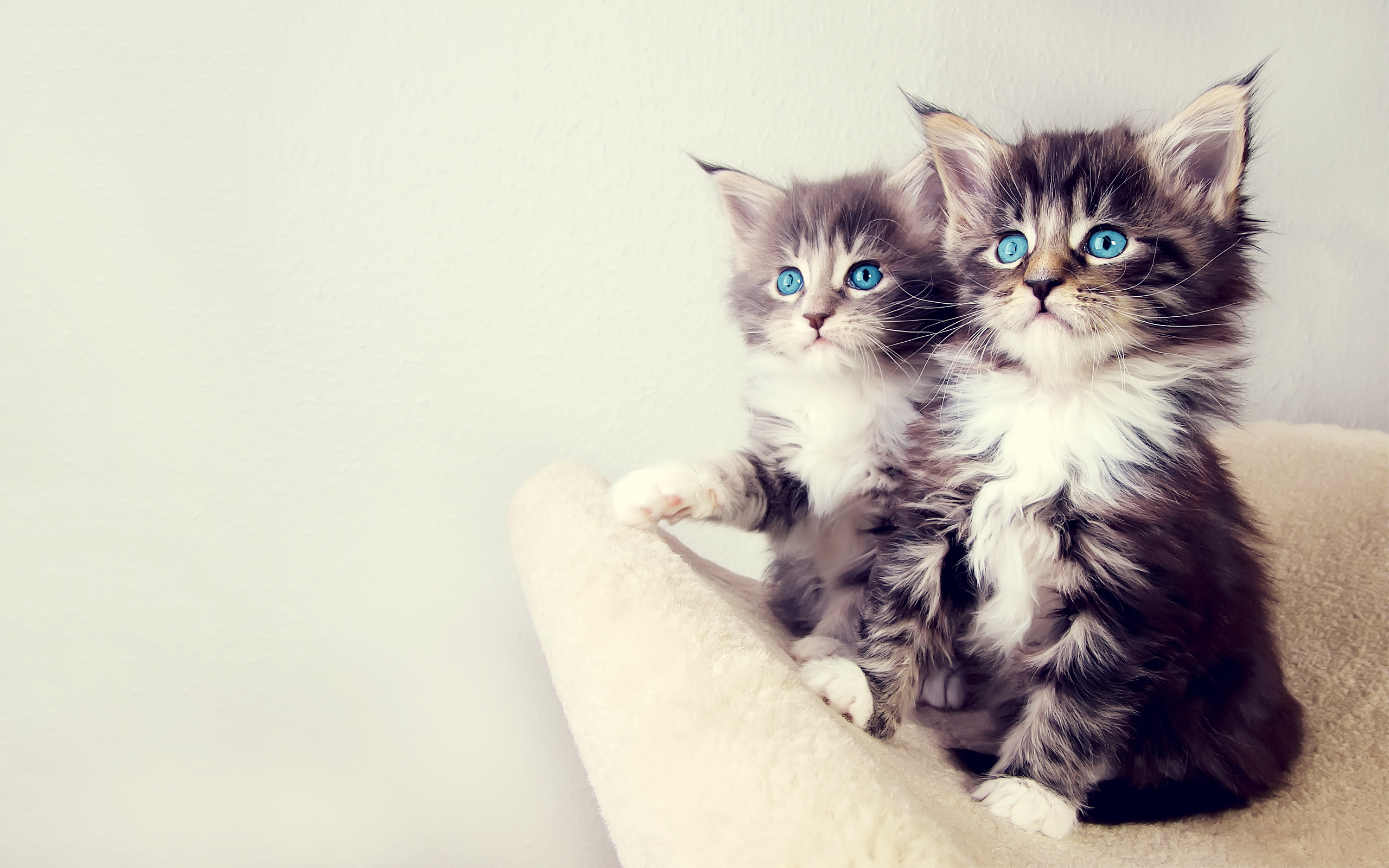 Cute Kittens6790318357 - Cute Kittens - Staring, Kittens, Cute